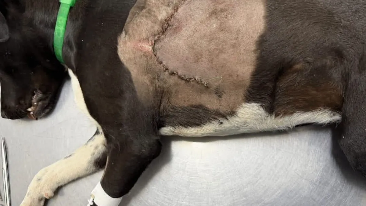 Comenzó el juicio por un brutal caso de maltrato animal