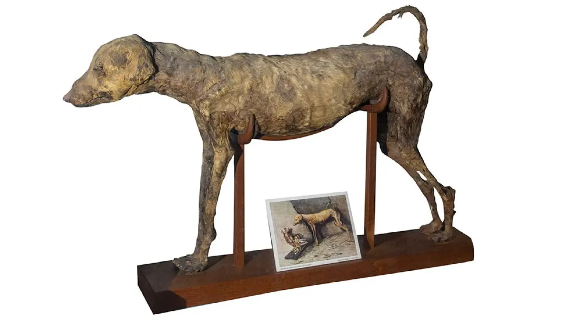 El perro momificado de Amenhotep: sobrevivió 3.500 años al olvido