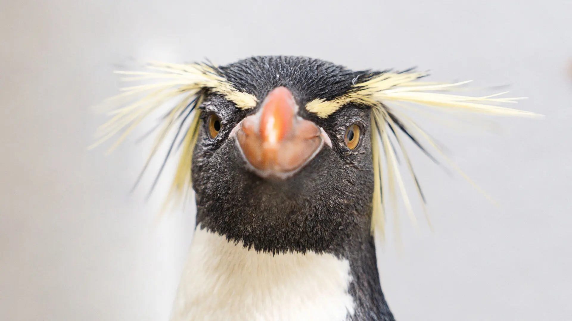 El Oceanogràfic de Valencia incorpora una de las especies de pingüino más amenazadas del mundo