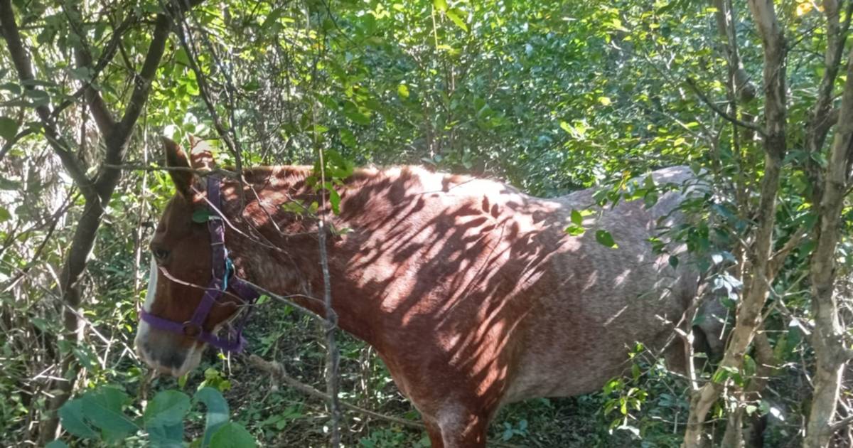 Recuperaron un caballo robado que estaba oculto en un monte en Corrientes