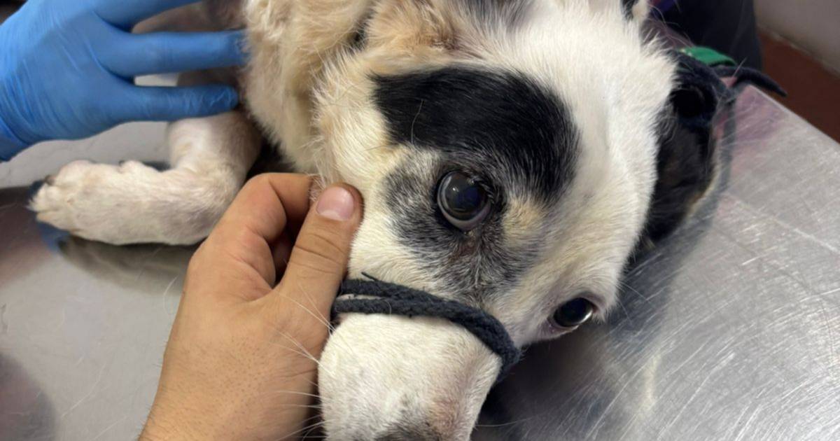 Una perra rescatada de la avenida Maipú tiene un tumor y necesita $350.000 para operarse