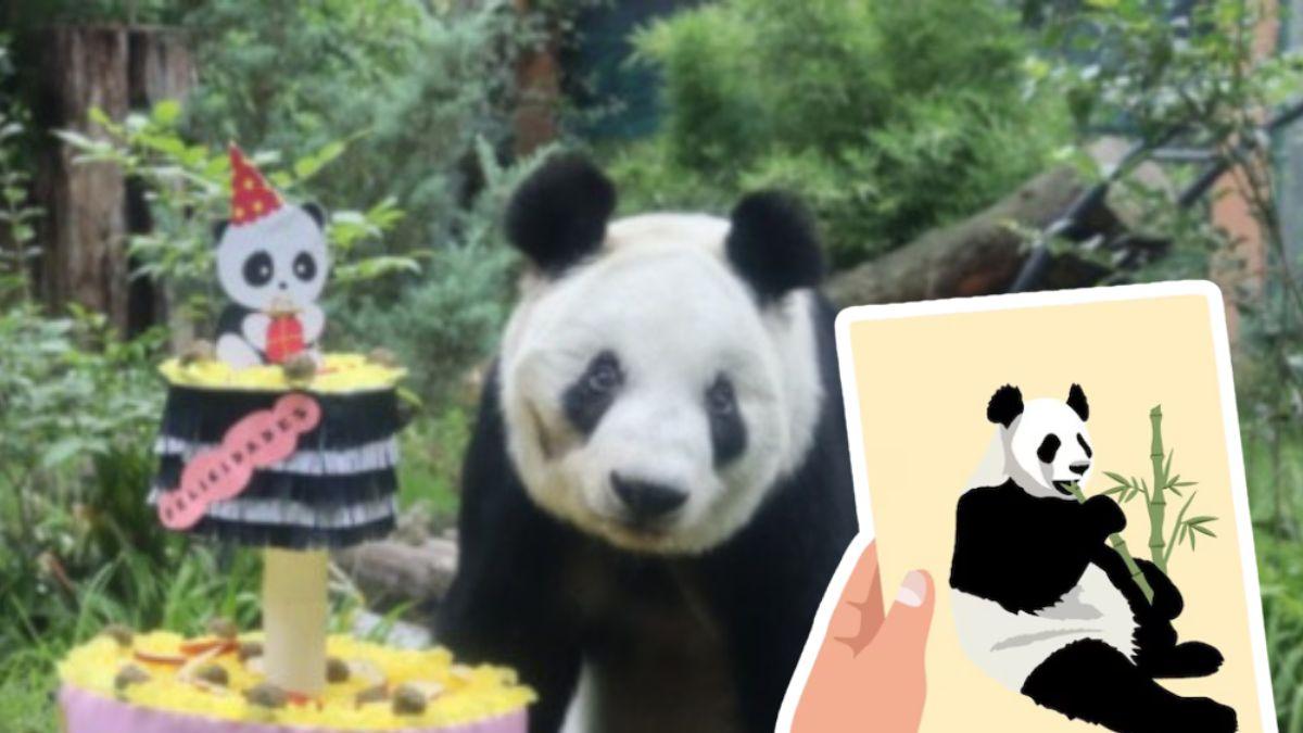Xin Xin cumple 36 años: conoce cómo enviar tu carta al panda gigante de Chapultepec