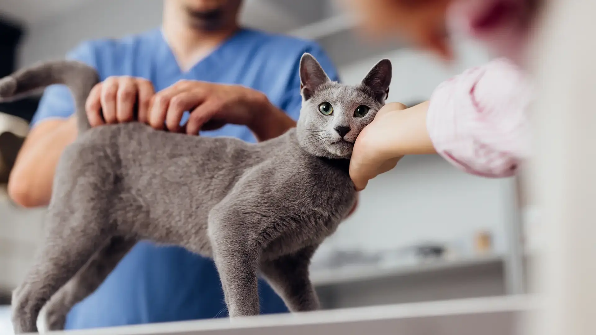 Bolas de pelo, digestiones y enfermedades: lo esconde el vómito en los gatos