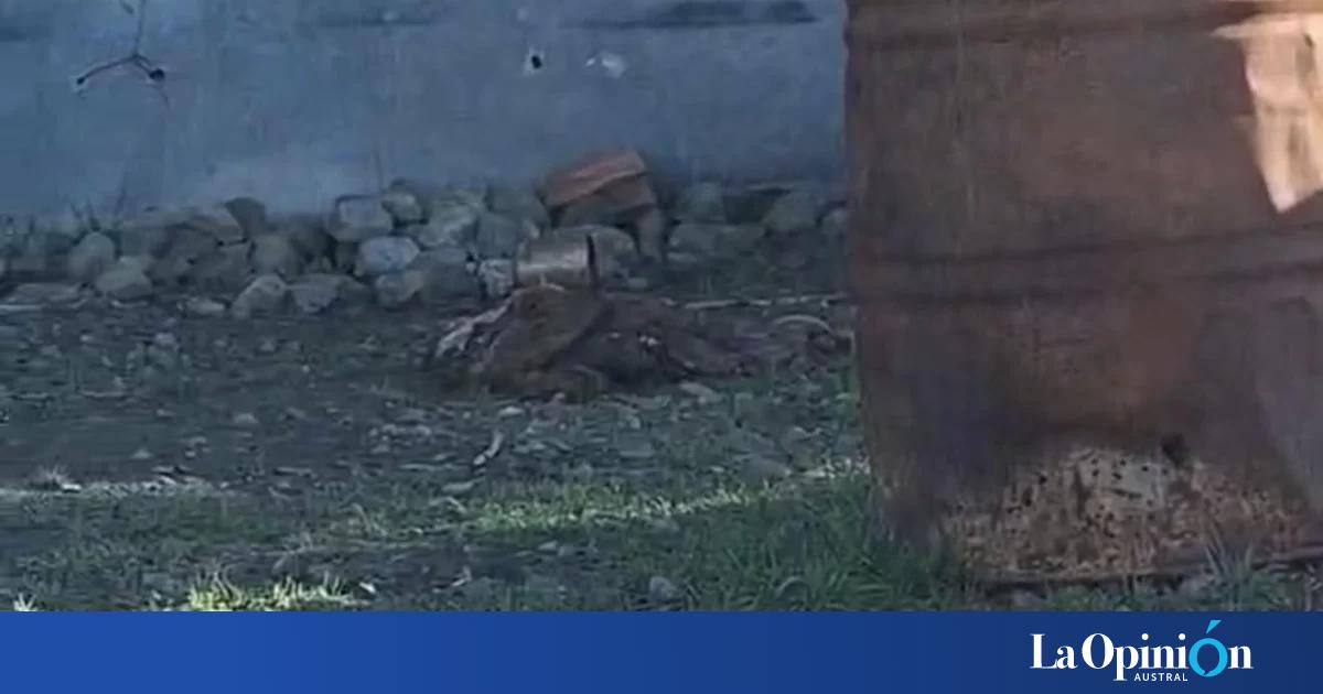 Jauría en el barrio Virgen del Valle: "Le comieron parte de una pierna y lo destrozaron"