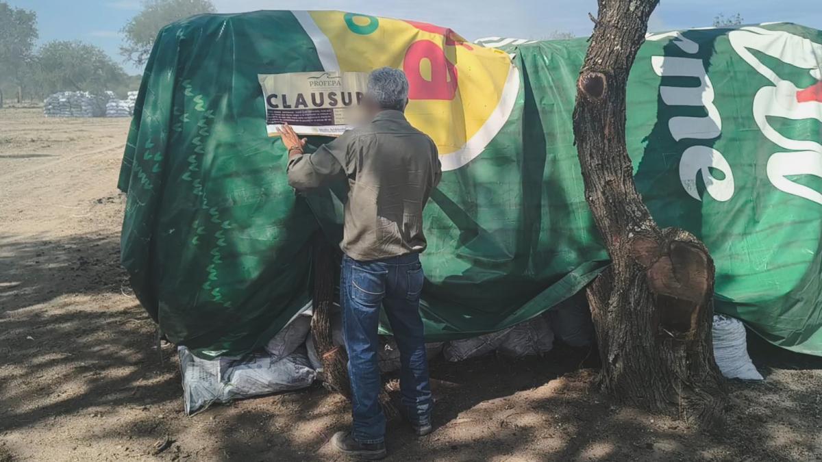 Profepa frena operación de carbonera irregular y sanciona empresa contaminante en Durango