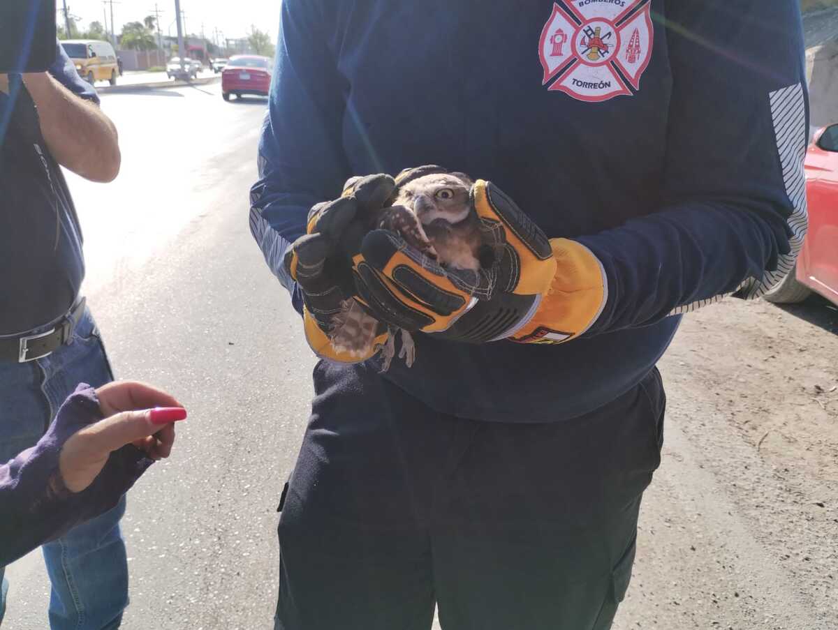 Encuentran lechuza herida cerca de un canal de riego de Torreón