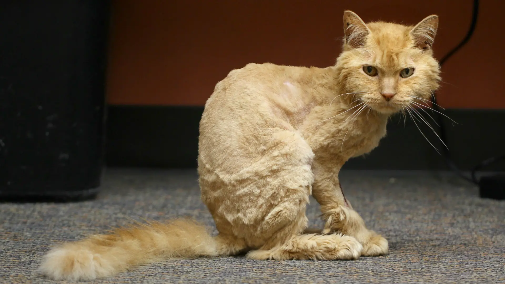 ¿Hay que afeitar a los gatos en verano? Lo que dicen los profesionales para cuando llega el calor