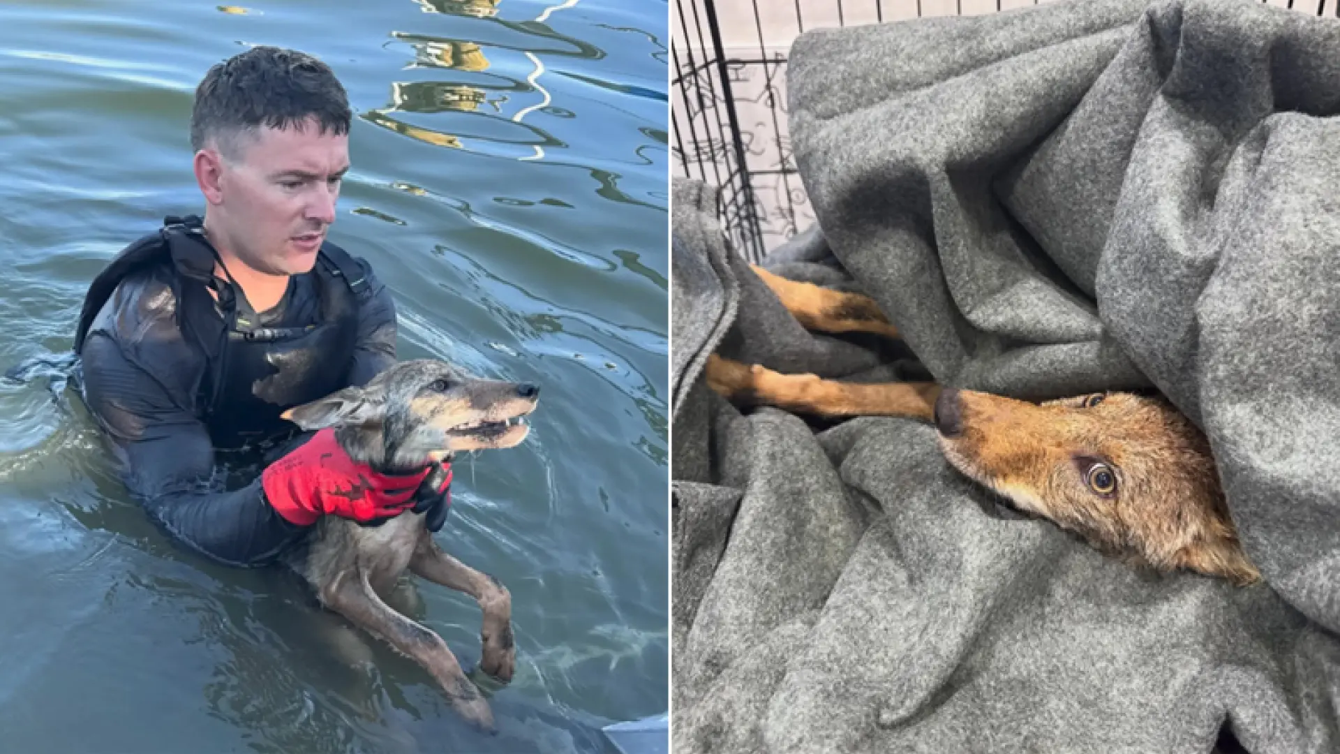 Lo que parecía un rescate rutinario de un perro se transformó en una sorpresa