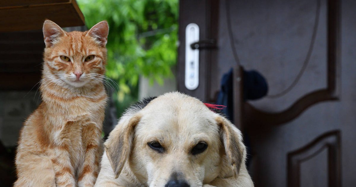 Impulsan un registro para impedir que maltratadores vuelvan a tener animales en Corrientes