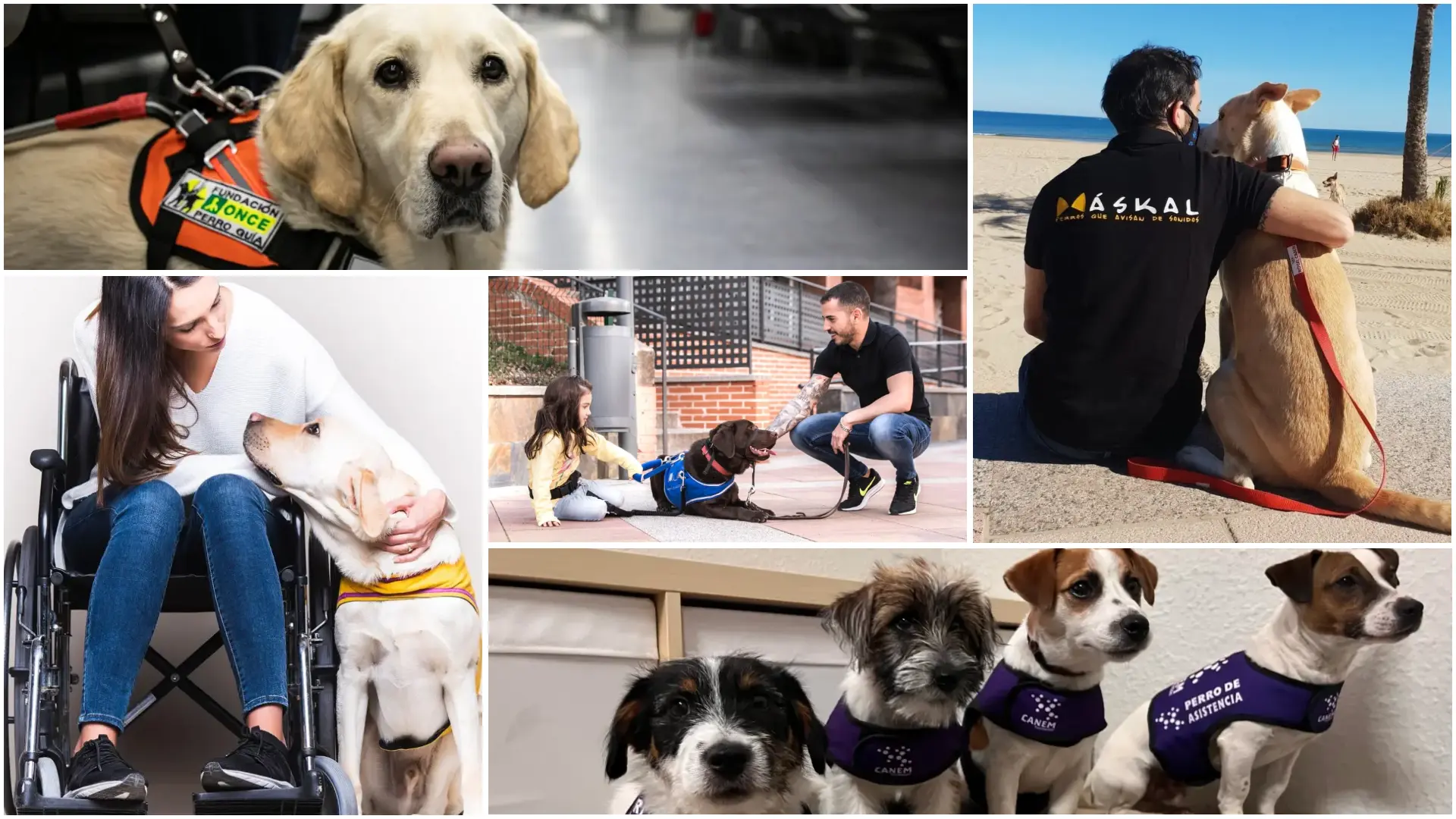 Los tipos de perros de asistencia en España, cinco perfiles y una misma misión