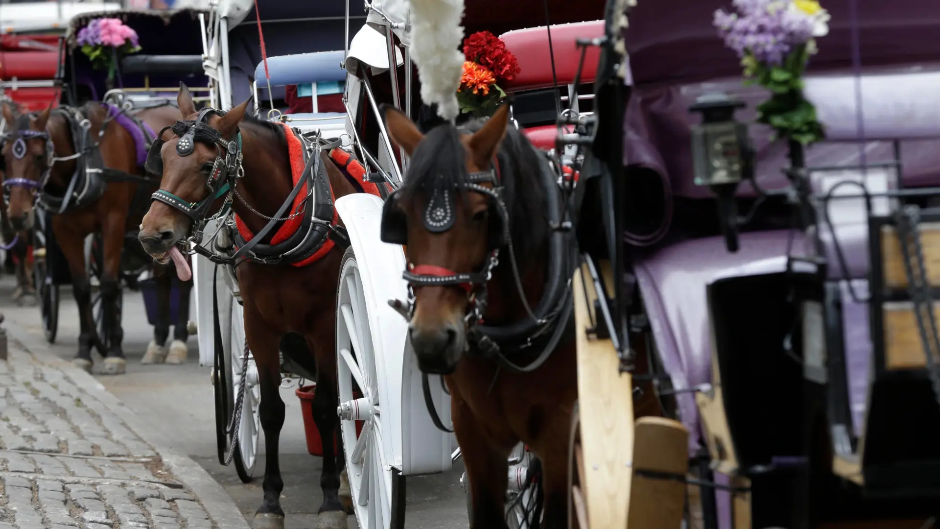 Suspenden los paseos en carruajes tirados por caballos en Central Park tras la muerte de un turista