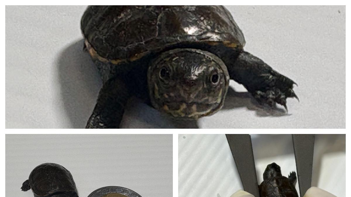 Logran reproducir en Jalisco a la tortuga más pequeña del mundo