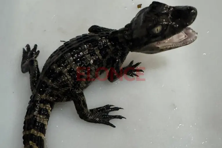 Fundación Las Huellas recuperó crías de yacaré capturadas en su hábitat natural