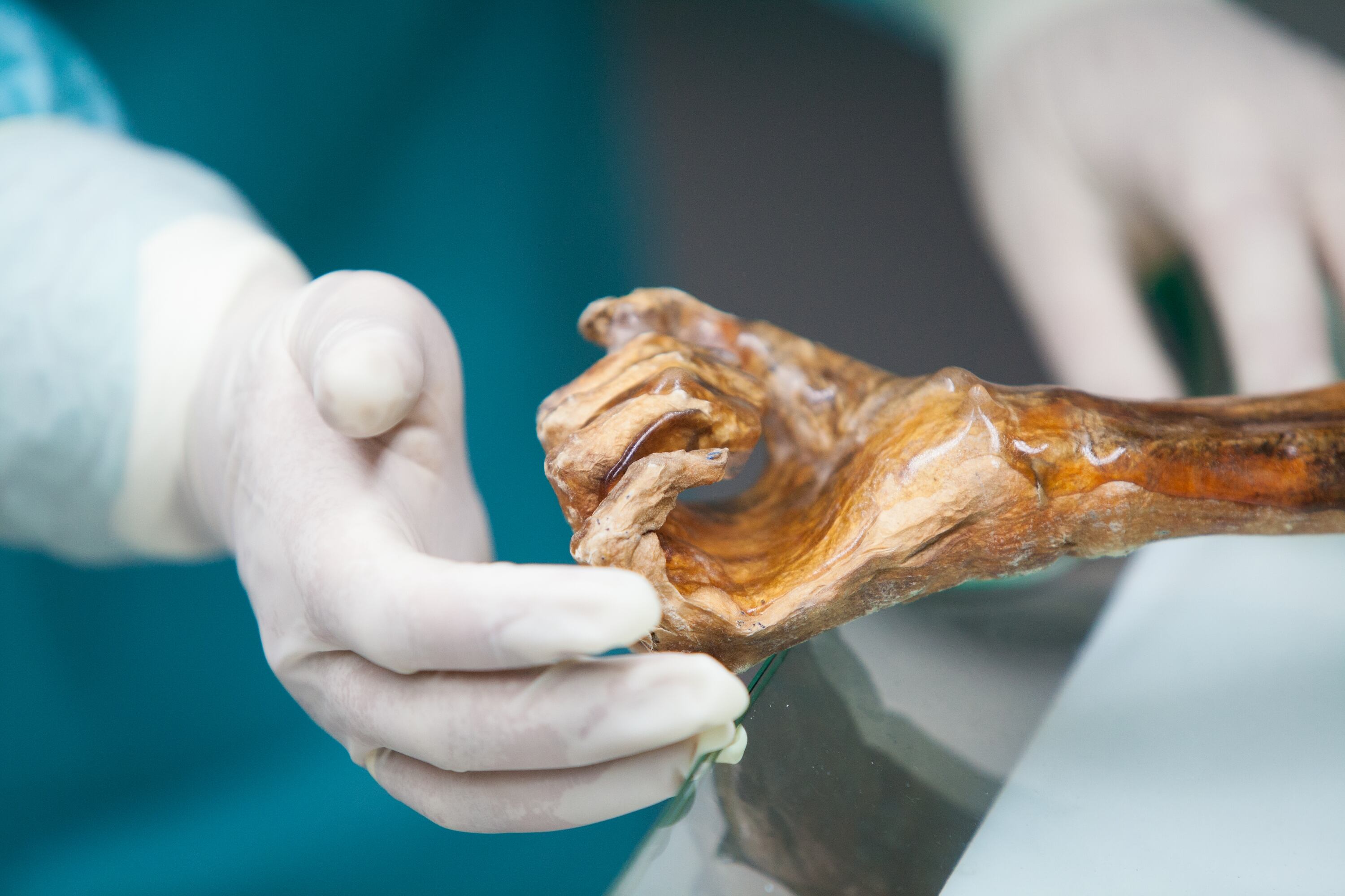 Los microbios de Ötzi, el hombre de los hielos, se despiertan miles de años después de su muerte