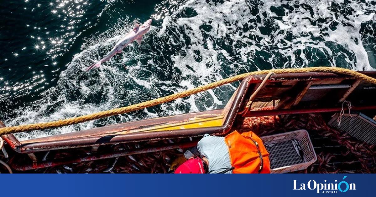 Hubo acuerdo salarial con el SOMU y Chubut se suma a la zafra nacional de langostino