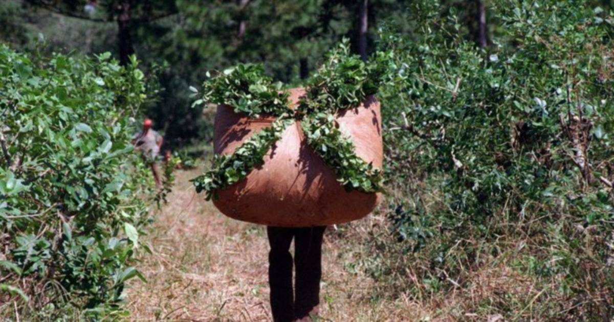 Yerba mate: advierten que la desregulación profundizó el desfasaje entre costos y precios