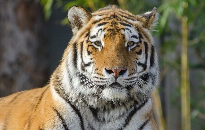 "Nunca habíamos visto esto": el primer video de una madre tigre cuidando las crías de otra