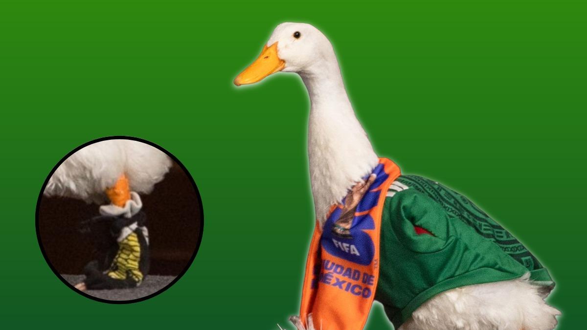 Pato Merlín víctima de robo en CDMX, ¿qué usa ahora para no lastimar sus patas?