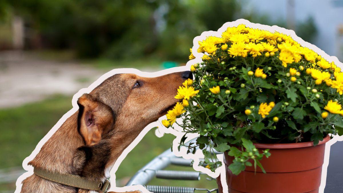 Flores tóxicas para perros: cuáles son peligrosas y cómo evitar intoxicaciones en casa