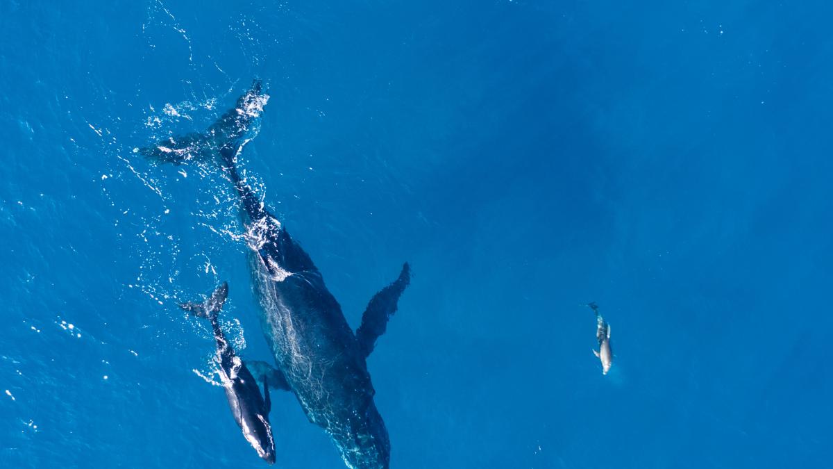 Vuelven los arpones: Islandia reinicia caza de ballenas tras dos años