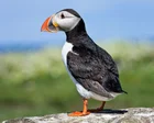 Puffins, dolphins and bumblebees in running to feature on new UK banknotes