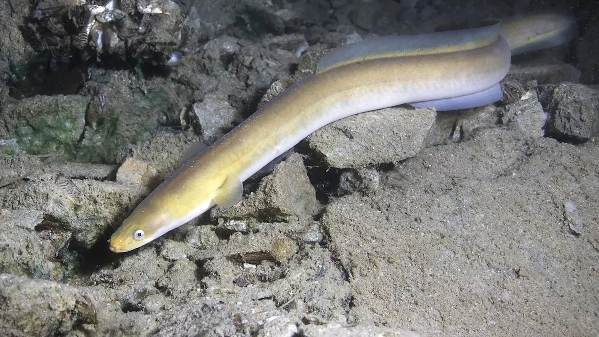 La especie que más sufre cuando los ríos se secan: alertan por la caída de más del 90% de las anguilas