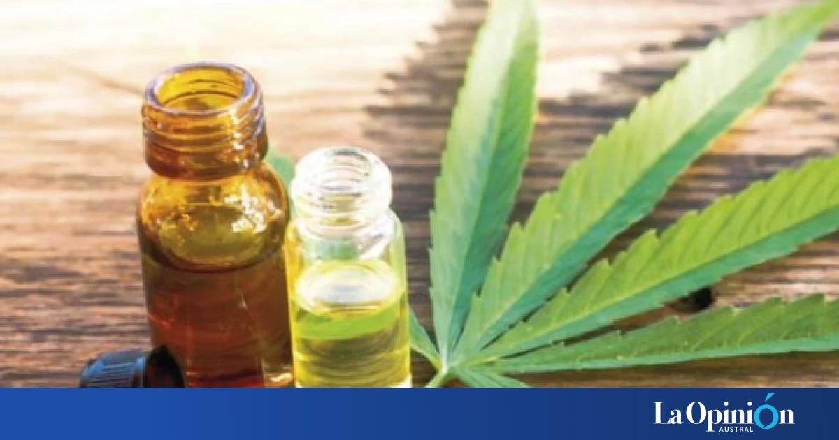 Impulsan en Santa Cruz la creación de un Consejo Consultivo para el desarrollo del cáñamo industrial y el cannabis medicinal