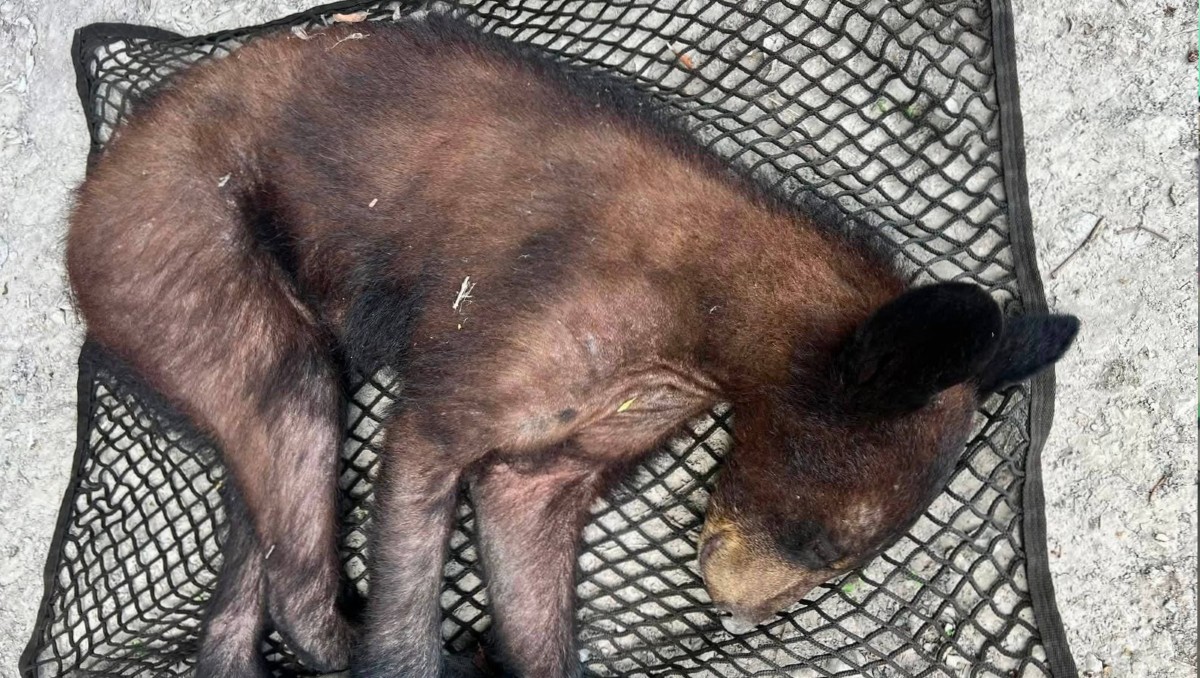 Capturan a oso cerca de empresa en Cadereyta