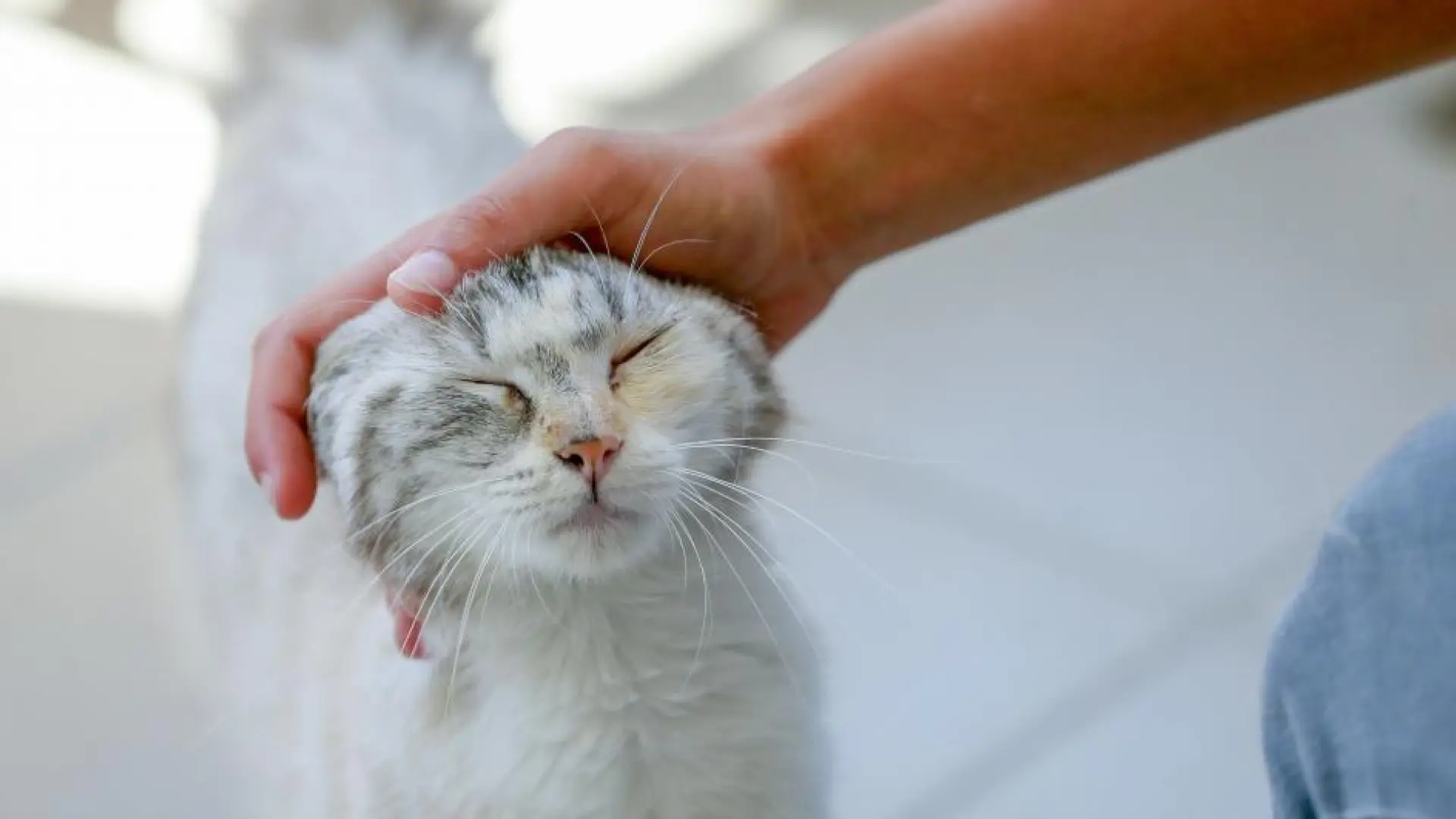 Acariciar gatos puede hacernos sentir peor cuando estamos estresados