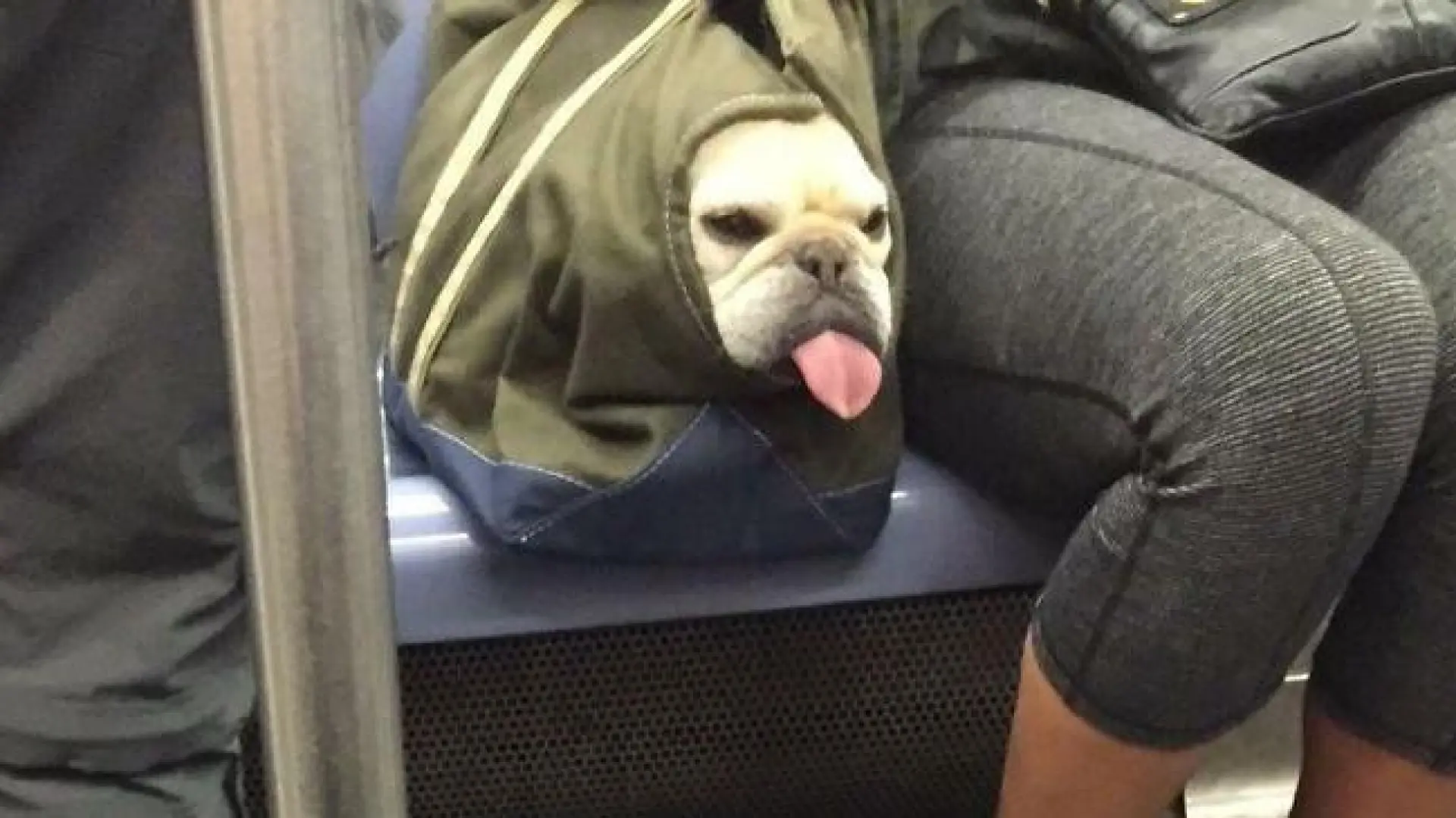 Estas caras del mundo animal van a sacarte una sonrisa