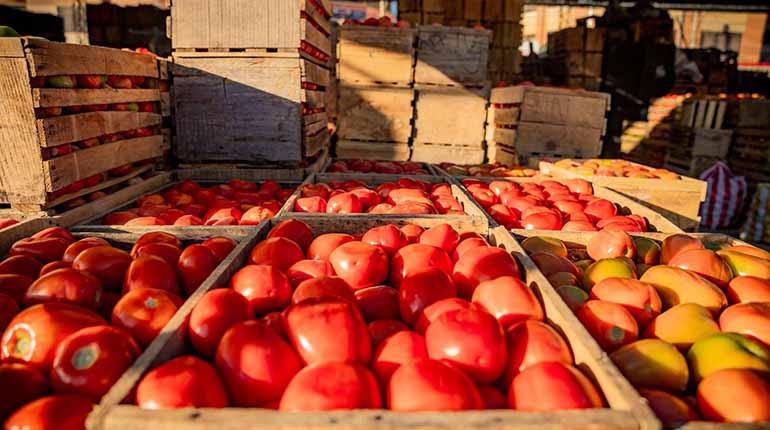 El tomate baja de precio y la caja se vende a Bs 50 y 40 en el Mercado Campesino