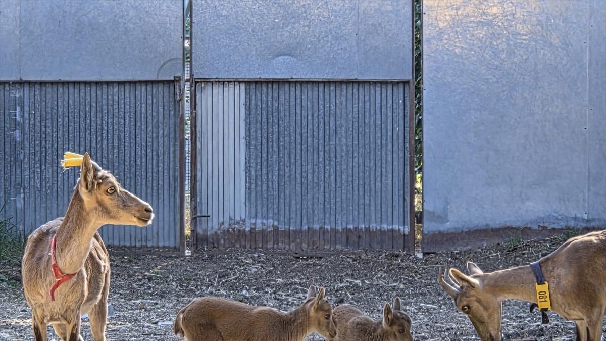 Nacen tres cabras monteses por fecundación 'in vitro'
