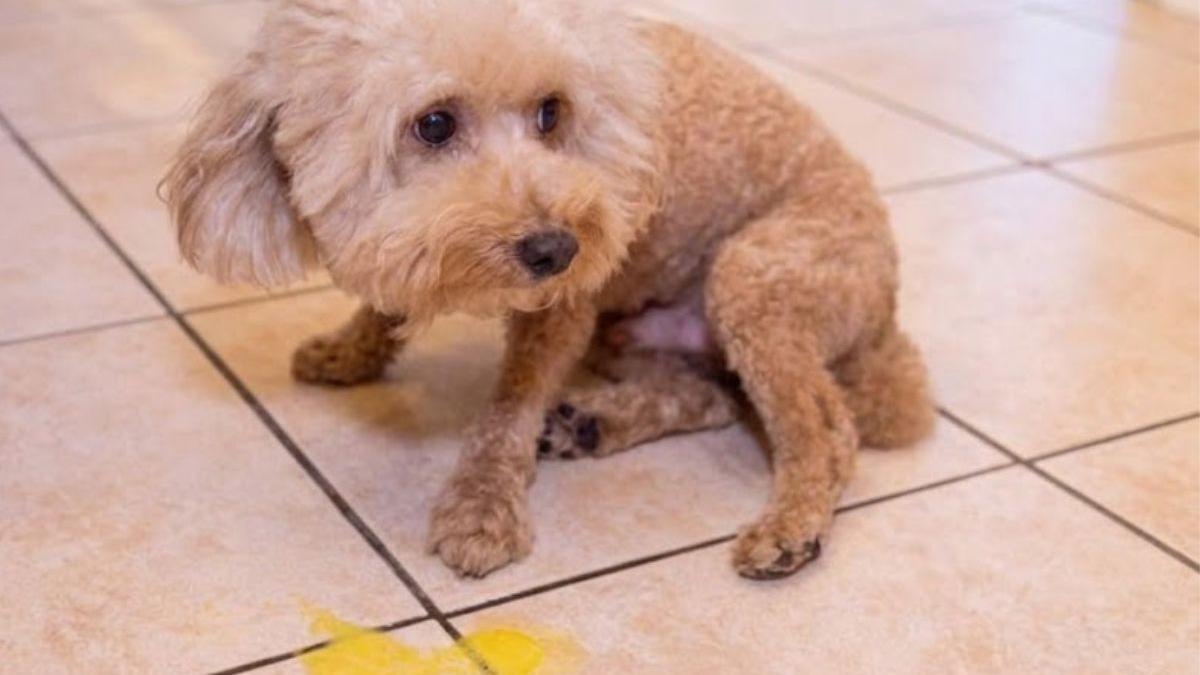 ¿Por qué mi perro vomita amarillo? Causas, señales de alerta y cuándo acudir al veterinario