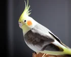 Masturbation among birds is 'natural' and should not be punished, say experts