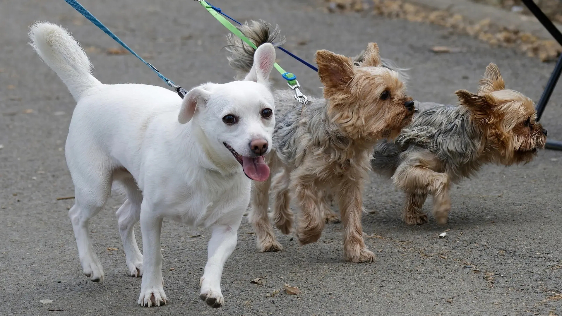 El abandono de perros se dispara en verano y reabre debate sobre la responsabilidad del dueño