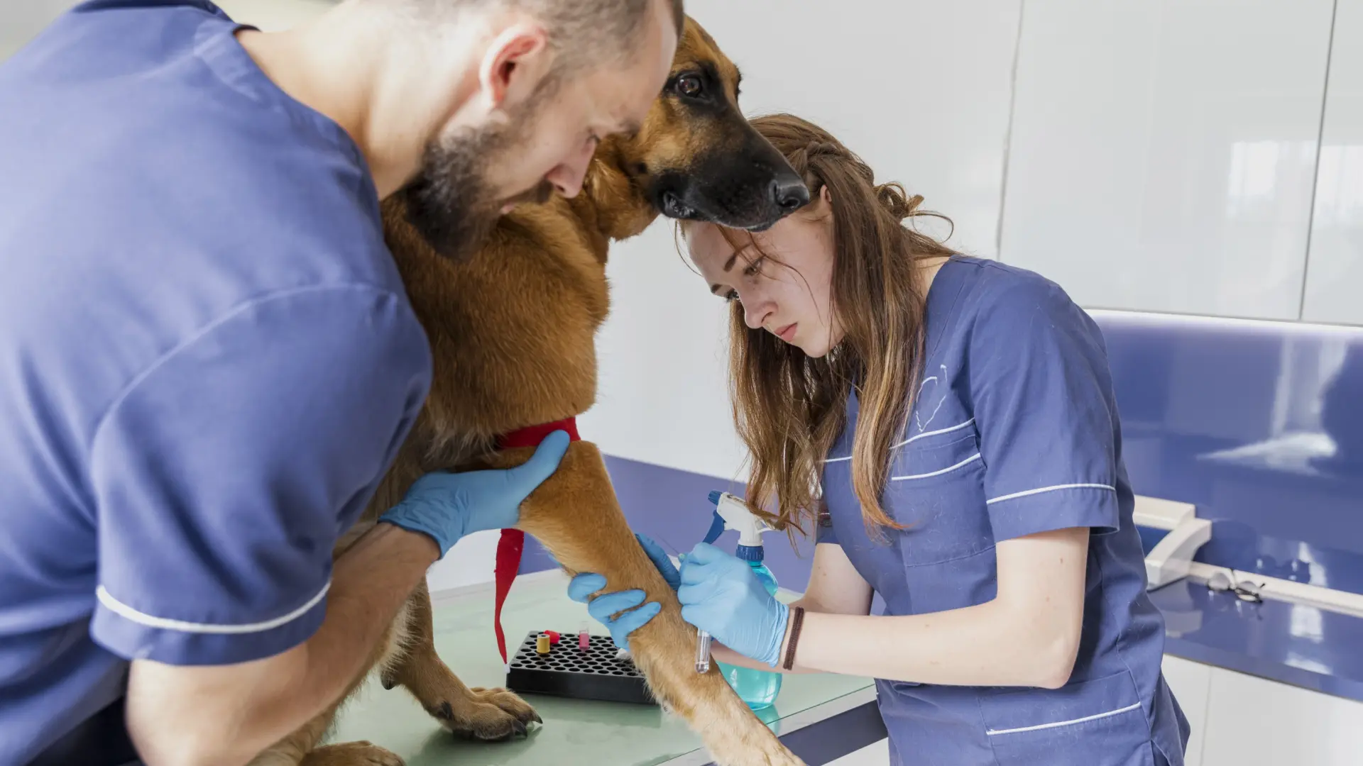 Luz verde al certificado profesional que regulará la formación de los auxiliares veterinarios