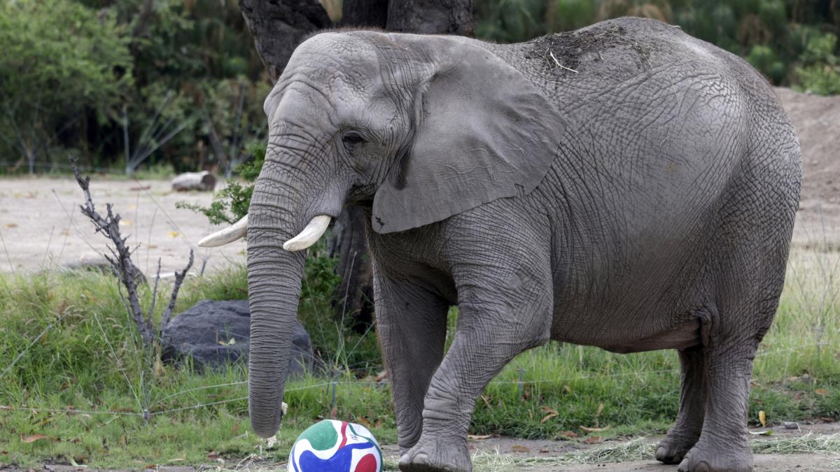 Elefantas, gorilas y jirafas se convierten en los nuevos oráculos del Mundial 2026