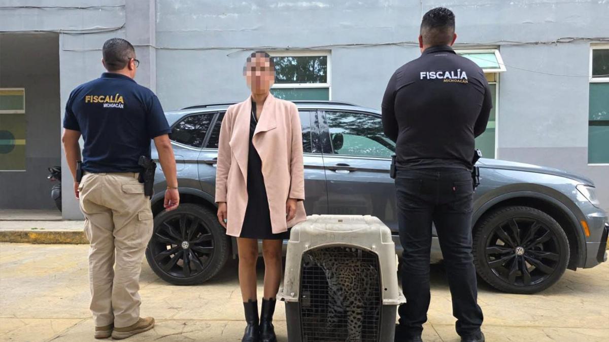 Rescatan a pequeño "gatito" en Zitácuaro; cachorro de jaguar viajaba oculto en camioneta