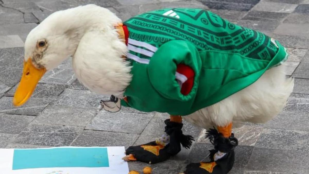 ¡Merlín, el pato estrella del Mundial, ya tiene su propio corrido!