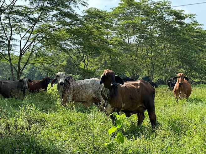 Ya es oficial: sancionan la ley para conocer el origen de la carne en Colombia