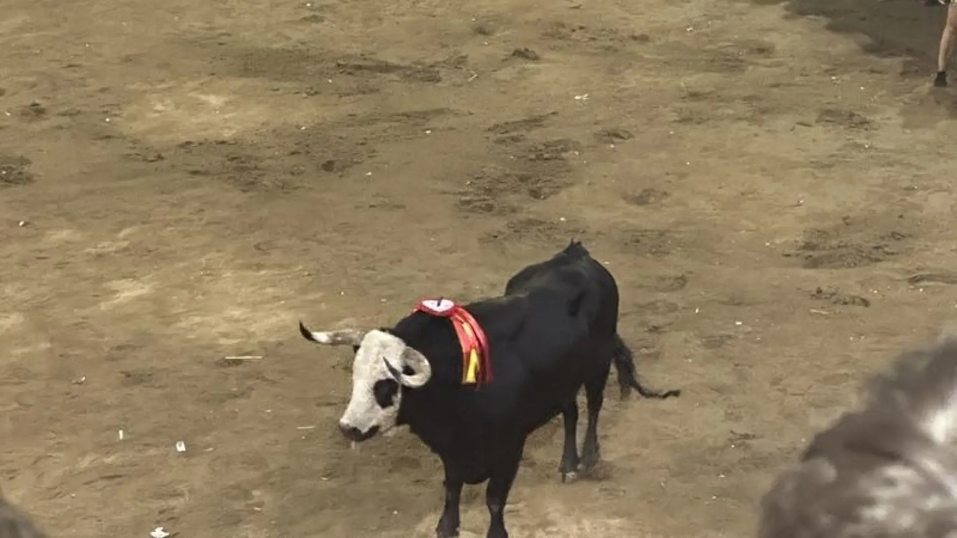 Un toro hiere de gravedad a un hombre en los festejos de San Juan en Coria