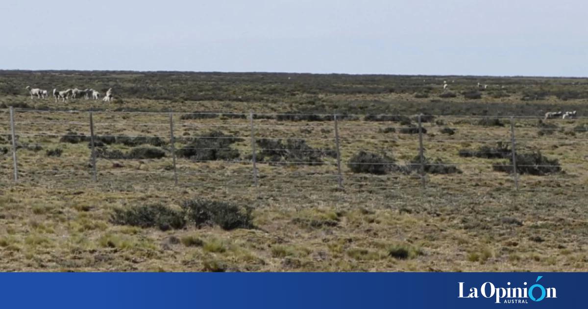 Pastizales en Santa Cruz: un estudio identifica áreas clave para conservar su biodiversidad
