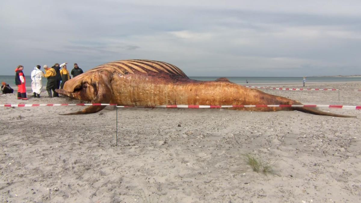 Ballena jorobada "Timmy" será convertida en biocombustible tras fallido rescate en Alemania