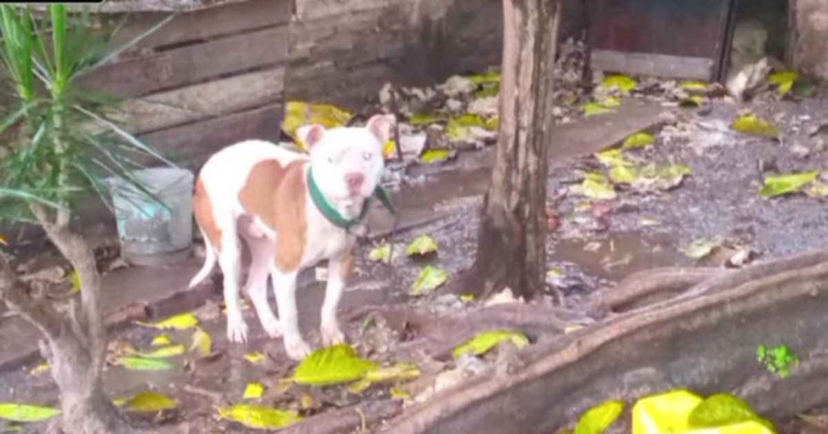 En plena lluvia rescataron 15 animales por crueldad animal en Goya