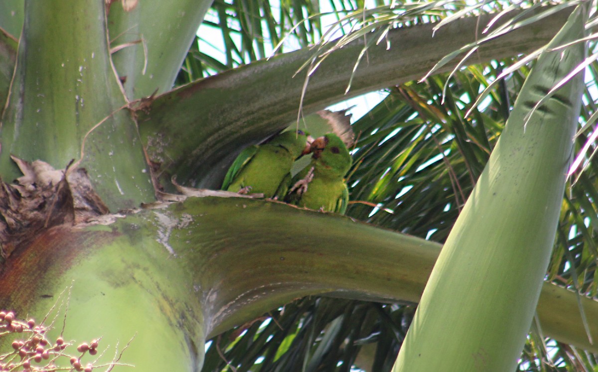 Loro huasteco Tampico: alertan por tráfico y riesgo de extinción