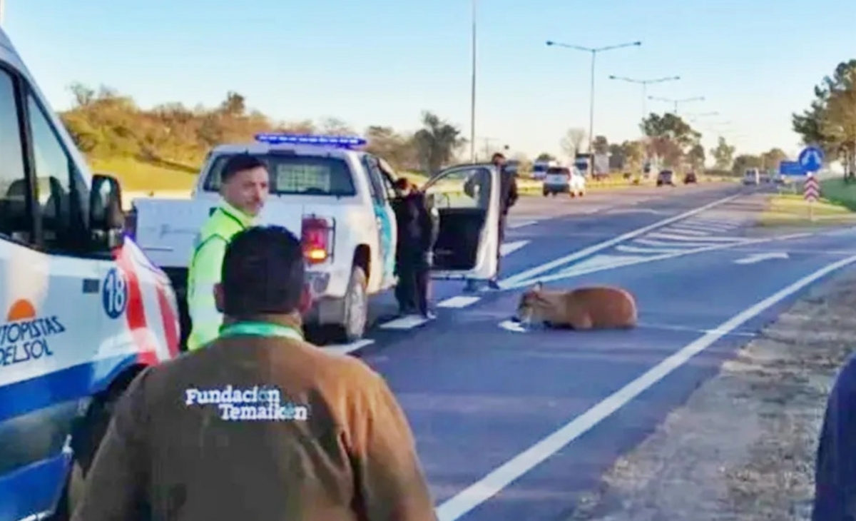 Rescataron a un ciervo de los pantanos en plena Panamericana