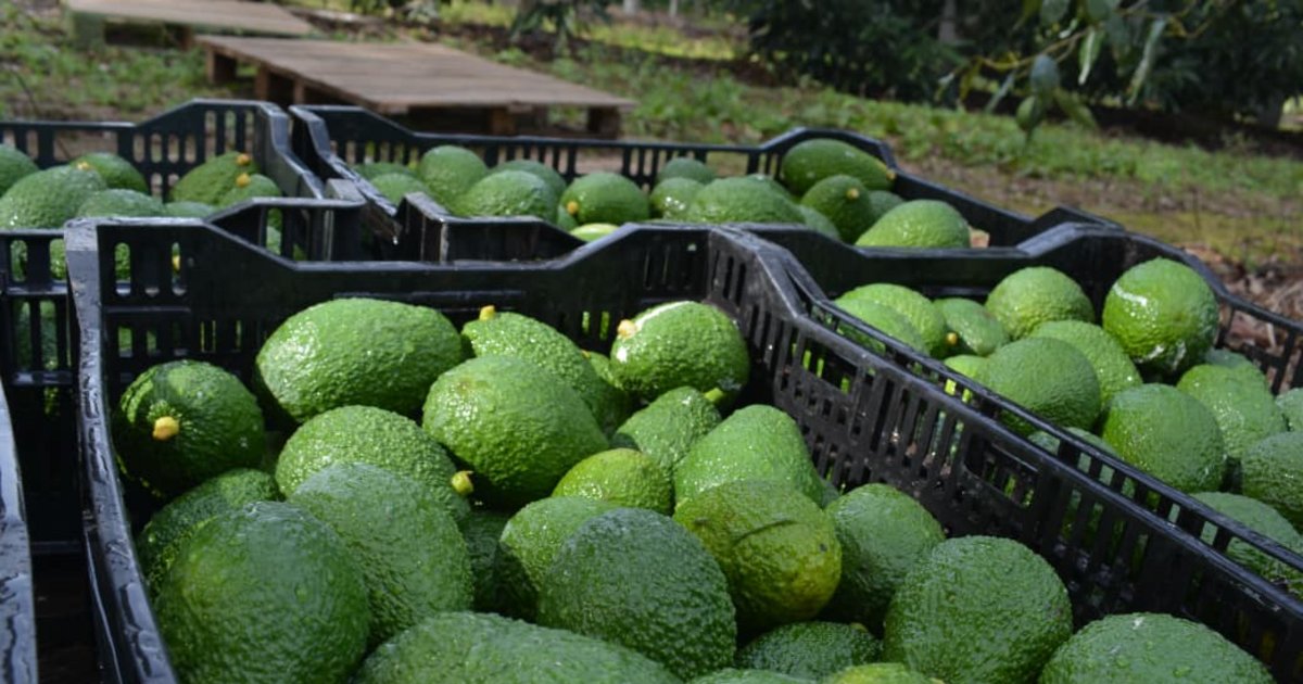 Empedrado se posiciona como un polo de producción de palta y mamón en Corrientes