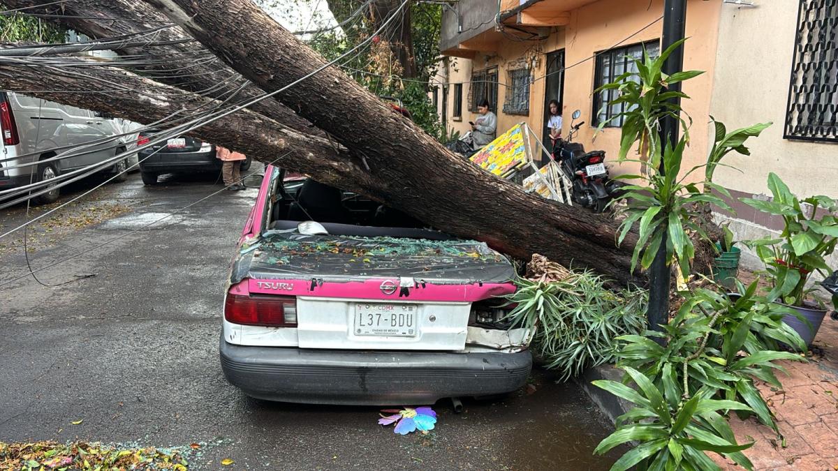 ¿Un tornadito? Caen árboles en la colonia Pensil por lluvia y vientos en CDMX