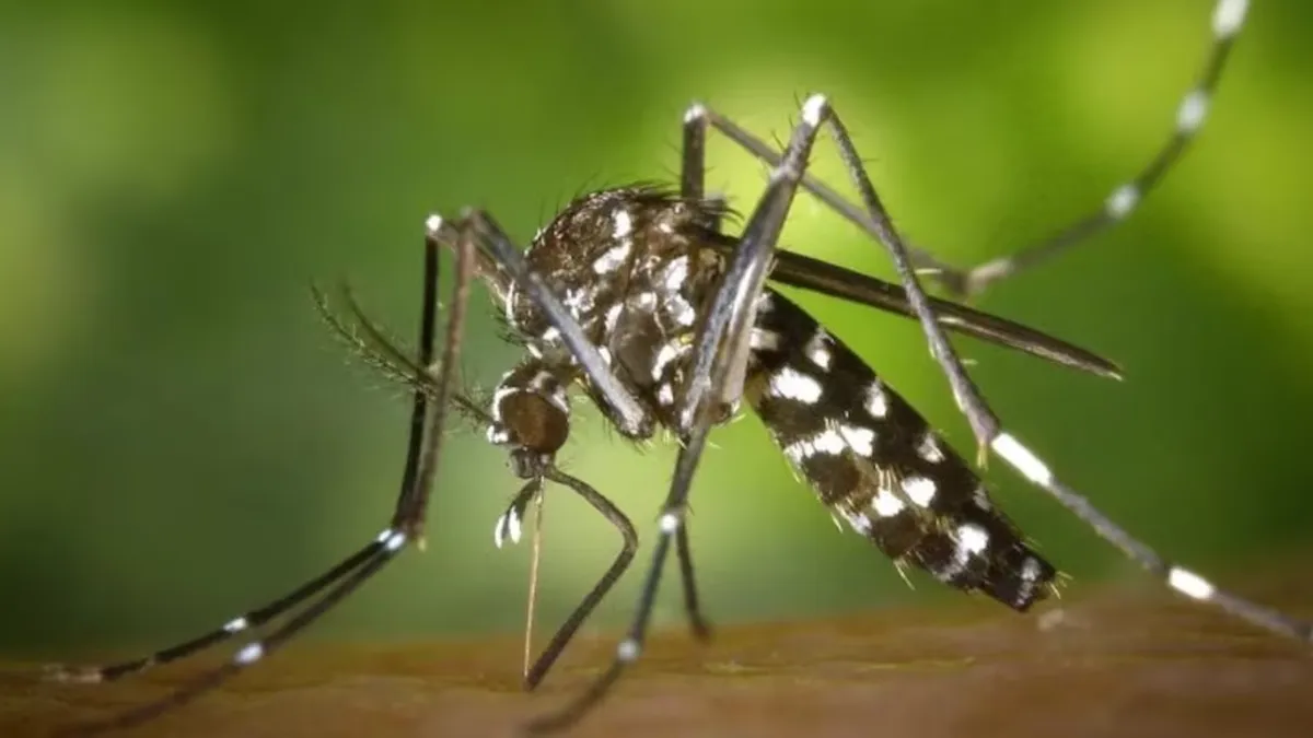 Día Mundial del Dengue: por qué el virus avanza cada vez más y qué medidas recomiendan para evitar contagios