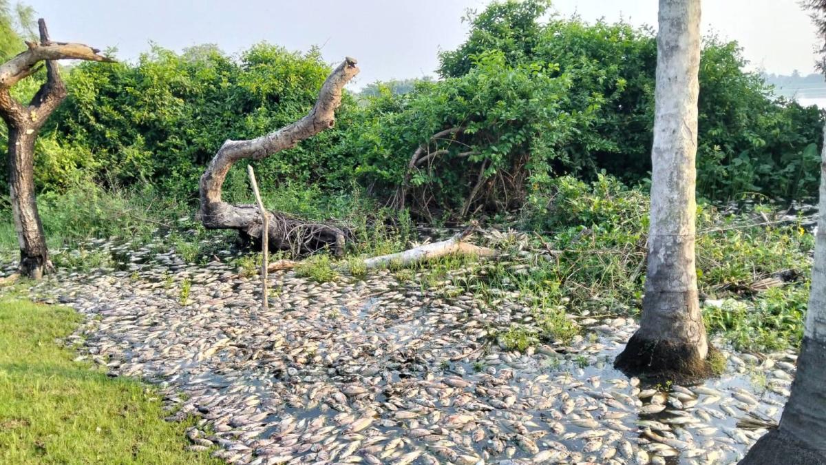 Exigen intervención inmediata ante emergencia ambiental en el río Papaloapan